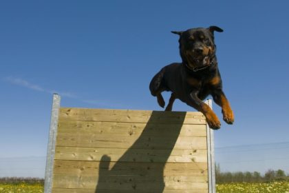 rottweiler doing dog agility training
