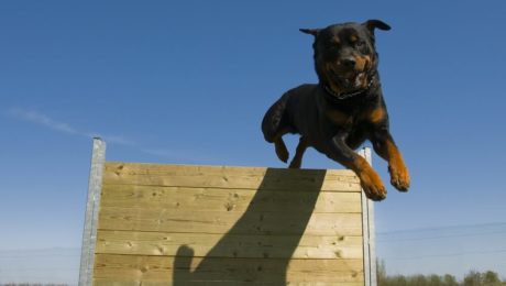 rottweiler doing dog agility training