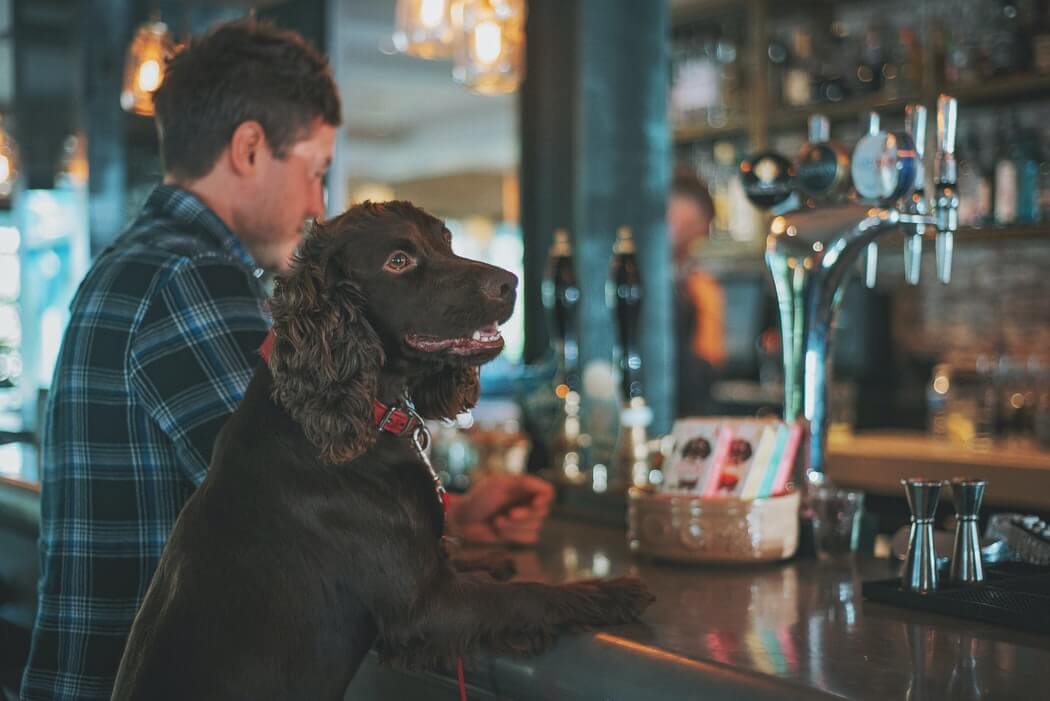 dog friendly pubs