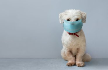 how to familiarise your dog with facemasks