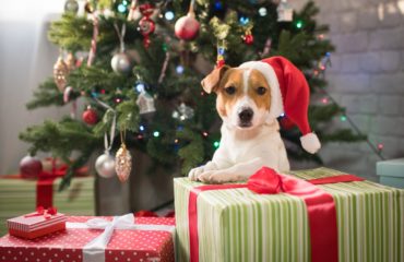 how to make your Christmas dog-friendly
