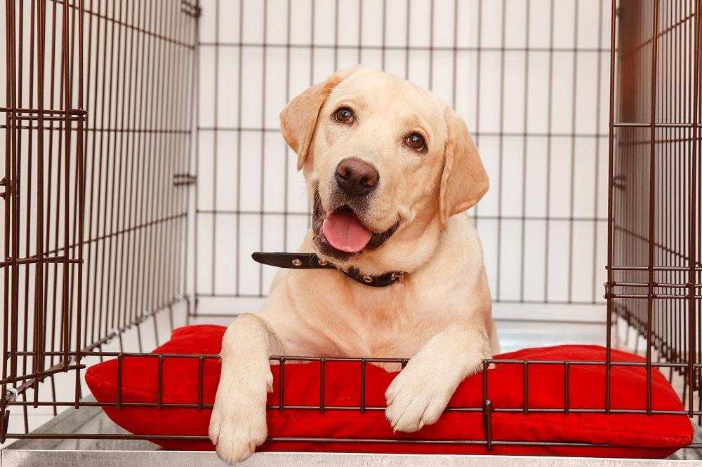 crate training your dog