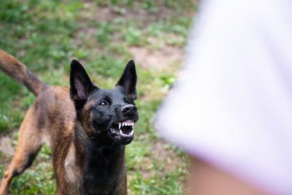 Angry German Shepherd Dog